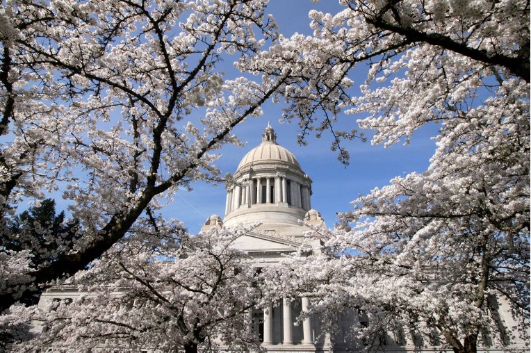 Cherry Trees